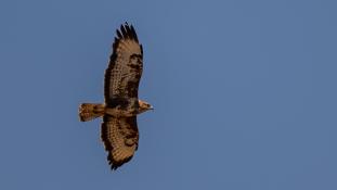 Buteo buteo - Buse variable - Common Buzzard (ang) - Busardo Ratonero (sp)