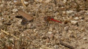 Sympetrum fonscolombii - Sympétrum de Fonscolombe - Nomad (ang) - Dardo de venas rojas (sp)