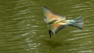 Merops apiaster - Guêpier d'Europe - Les Africains - European Bee-eater (ang) - Abejaruco Europeo (sp)