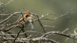 Lanius senator - Pie-grièche à tête-rousse - Woodchat Shrike (ang) - Alcaudón dorsirrojo (sp)