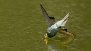 Merops apiaster - Guêpier d'Europe - Les Africains - European Bee-eater (ang) - Abejaruco Europeo (sp)