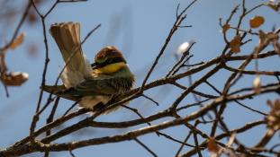 Merops apiaster - Guêpier d'Europe - Les Africains - European Bee-eater (ang) - Abejaruco Europeo (sp)