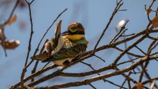 Merops apiaster - Guêpier d'Europe - Les Africains - European Bee-eater (ang) - Abejaruco Europeo (sp)