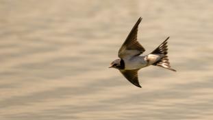 Hirundo rustica - Hirondelle rustique - Hirondelle des cheminées - Hirondelle des granges - Barn Swallow (ang) - Golondrina común (sp)