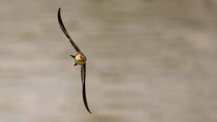 Cecropis rufula - Hirondelle rousseline - Red-rumped Swallow (ang) - Golondrina Daurica (sp)