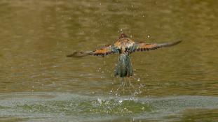 Merops apiaster - Guêpier d'Europe - Les Africains - European Bee-eater (ang) - Abejaruco Europeo (sp)