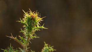 ND-Carlina hispanica - Carline d'Espagne - Spanish Carline Thistle (ang) - Cabeza de pollo (sp)