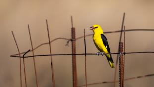 Oriolus oriolus - Loriot d'Europe - Loriot jaune - Eurasian Golden Oriole (ang) - Oropéndola europea (sp)