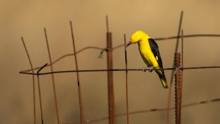 Oriolus oriolus - Loriot d'Europe - Loriot jaune - Eurasian Golden Oriole (ang) - Oropéndola europea (sp)