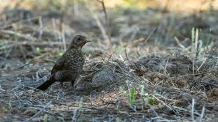 Turdus merula - Merle noir - Common Blackbird (ang) - Mirlo Común (sp)