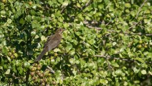 Turdus merula - Merle noir - Common Blackbird (ang) - Mirlo Común (sp)