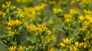 ND-Jacobaea erucifolia - Jacobée à feuilles de roquette - Hoary Ragwort (ang) - Seneci erucifoli (sp)
