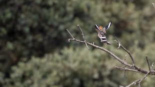 Upupa epops - Huppe fasciée - Eurasian Hoopoe (ang) - Abubilla (sp)