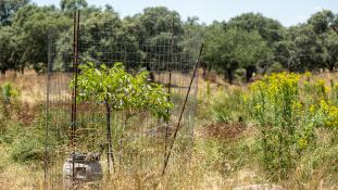 ND-Juglans regia - Noyer commun - Black Walnut (ang) - Nogal europeo (sp)
