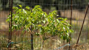 ND-Juglans regia - Noyer commun - Black Walnut (ang) - Nogal europeo (sp)