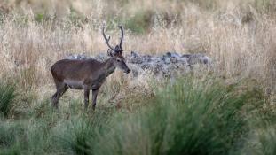 Cervus elaphus - Cerf élaphe - Red deer (ang) - Ciervo común (sp)