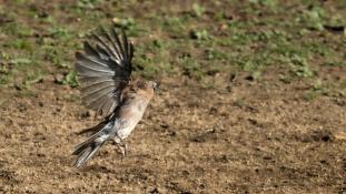 Garrulus glandarius - Geai des chênes - Eurasian Jay (ang) - Arrendajo euroasiático (sp)