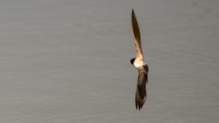 Hirundo rustica - Hirondelle rustique - Hirondelle des cheminées - Hirondelle des granges - Barn Swallow (ang) - Golondrina común (sp)