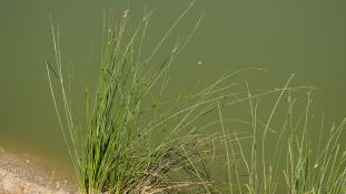 ND-Scirpoides holoschoenus - Scirpe-jonc - Clustered Club-Rush (ang) - Junco churrero (sp)