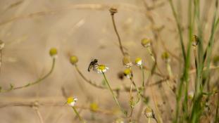 ND-Mouche
