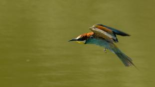 Merops apiaster - Guêpier d'Europe - Les Africains - European Bee-eater (ang) - Abejaruco Europeo (sp)
