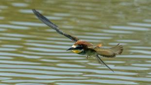 Merops apiaster - Guêpier d'Europe - Les Africains - European Bee-eater (ang) - Abejaruco Europeo (sp)