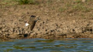 Tringa ochropus - Chevalier culblanc - Chevalier cul-blanc - Green Sandpiper (ang) - Andarríos Grande (sp)