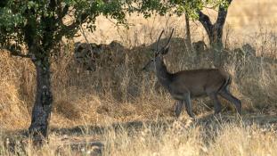 Cervus elaphus - Cerf élaphe - Red deer (ang) - Ciervo común (sp)