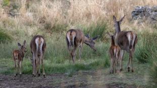 Cervus elaphus - Cerf élaphe - Red deer (ang) - Ciervo común (sp)