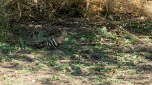 Upupa epops - Huppe fasciée - Eurasian Hoopoe (ang) - Abubilla (sp)