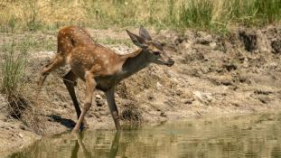 Cervus elaphus - Cerf élaphe - Red deer (ang) - Ciervo común (sp)