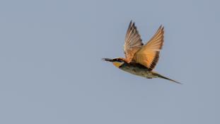 Merops apiaster - Guêpier d'Europe - Les Africains - European Bee-eater (ang) - Abejaruco Europeo (sp)