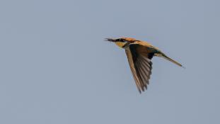 Merops apiaster - Guêpier d'Europe - Les Africains - European Bee-eater (ang) - Abejaruco Europeo (sp)