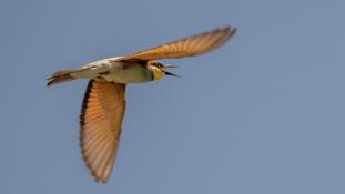 Merops apiaster - Guêpier d'Europe - Les Africains - European Bee-eater (ang) - Abejaruco Europeo (sp)
