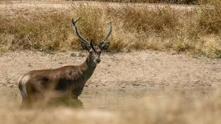 Cervus elaphus - Cerf élaphe - Red deer (ang) - Ciervo común (sp)