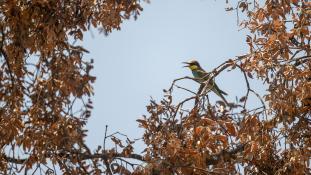 Merops apiaster - Guêpier d'Europe - Les Africains - European Bee-eater (ang) - Abejaruco Europeo (sp)