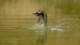 Merops apiaster - Guêpier d'Europe - Les Africains - European Bee-eater (ang) - Abejaruco Europeo (sp)