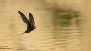 ND-Apus pallidus - Martinet pâle - Pallid Swift (ang) - Vencejo Pálido (sp)