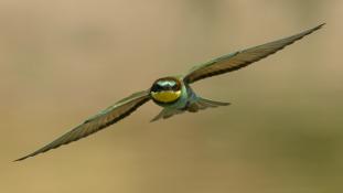 Merops apiaster - Guêpier d'Europe - Les Africains - European Bee-eater (ang) - Abejaruco Europeo (sp)