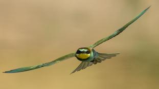 Merops apiaster - Guêpier d'Europe - Les Africains - European Bee-eater (ang) - Abejaruco Europeo (sp)