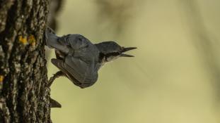 Sitta europaea - Sittelle torchepot - Eurasian Nuthatch (ang) - Trepador azul (sp)
