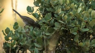 ND-Curruca melanocephala - Fauvette mélanocéphale - Sardinian Warbler (ang) - Curruca cabecinegra (sp)