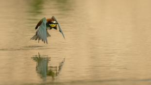 Merops apiaster - Guêpier d'Europe - Les Africains - European Bee-eater (ang) - Abejaruco Europeo (sp)