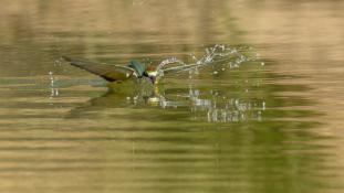 Merops apiaster - Guêpier d'Europe - Les Africains - European Bee-eater (ang) - Abejaruco Europeo (sp)