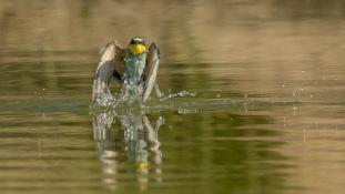 Merops apiaster - Guêpier d'Europe - Les Africains - European Bee-eater (ang) - Abejaruco Europeo (sp)