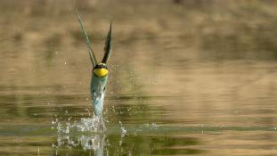 Merops apiaster - Guêpier d'Europe - Les Africains - European Bee-eater (ang) - Abejaruco Europeo (sp)