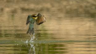 Merops apiaster - Guêpier d'Europe - Les Africains - European Bee-eater (ang) - Abejaruco Europeo (sp)