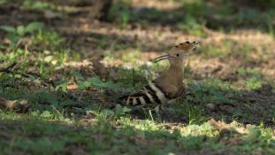 Upupa epops - Huppe fasciée - Eurasian Hoopoe (ang) - Abubilla (sp)