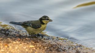 Cyanistes caeruleus - Mésange bleue - Eurasian Blue Tit (ang) - Herrerillo común (sp)