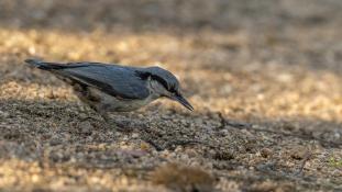 Sitta europaea - Sittelle torchepot - Eurasian Nuthatch (ang) - Trepador azul (sp)